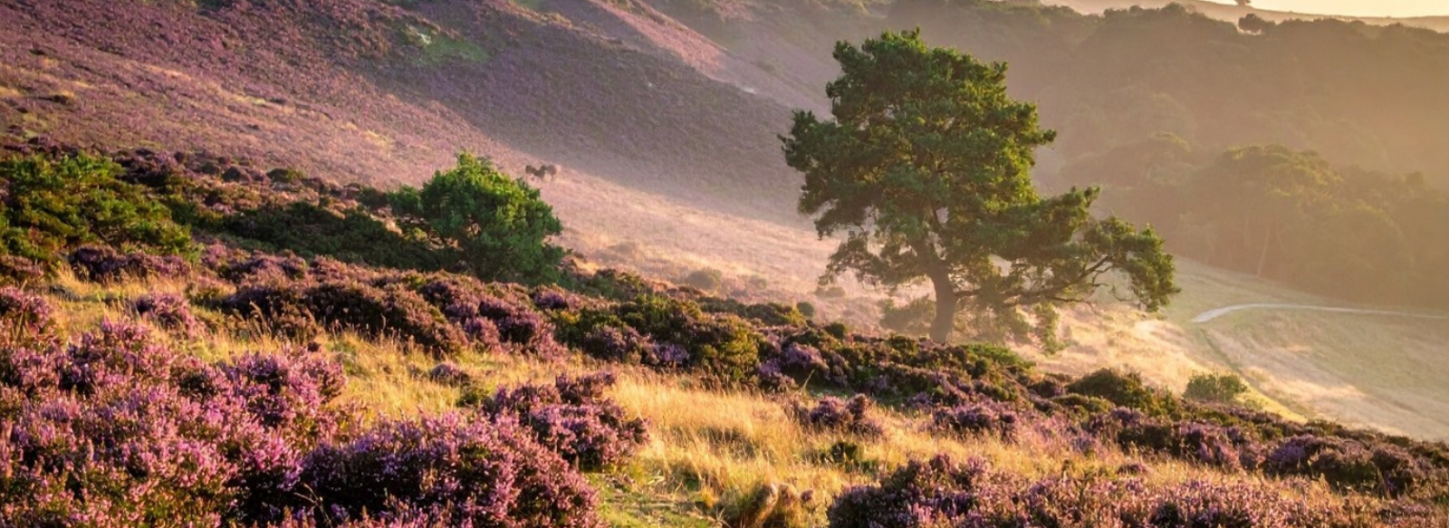 The Return of the Native