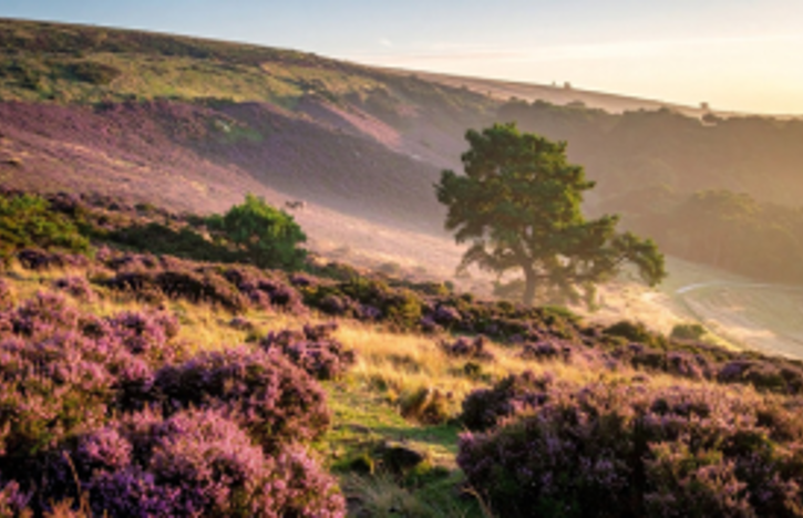 The Return of the Native